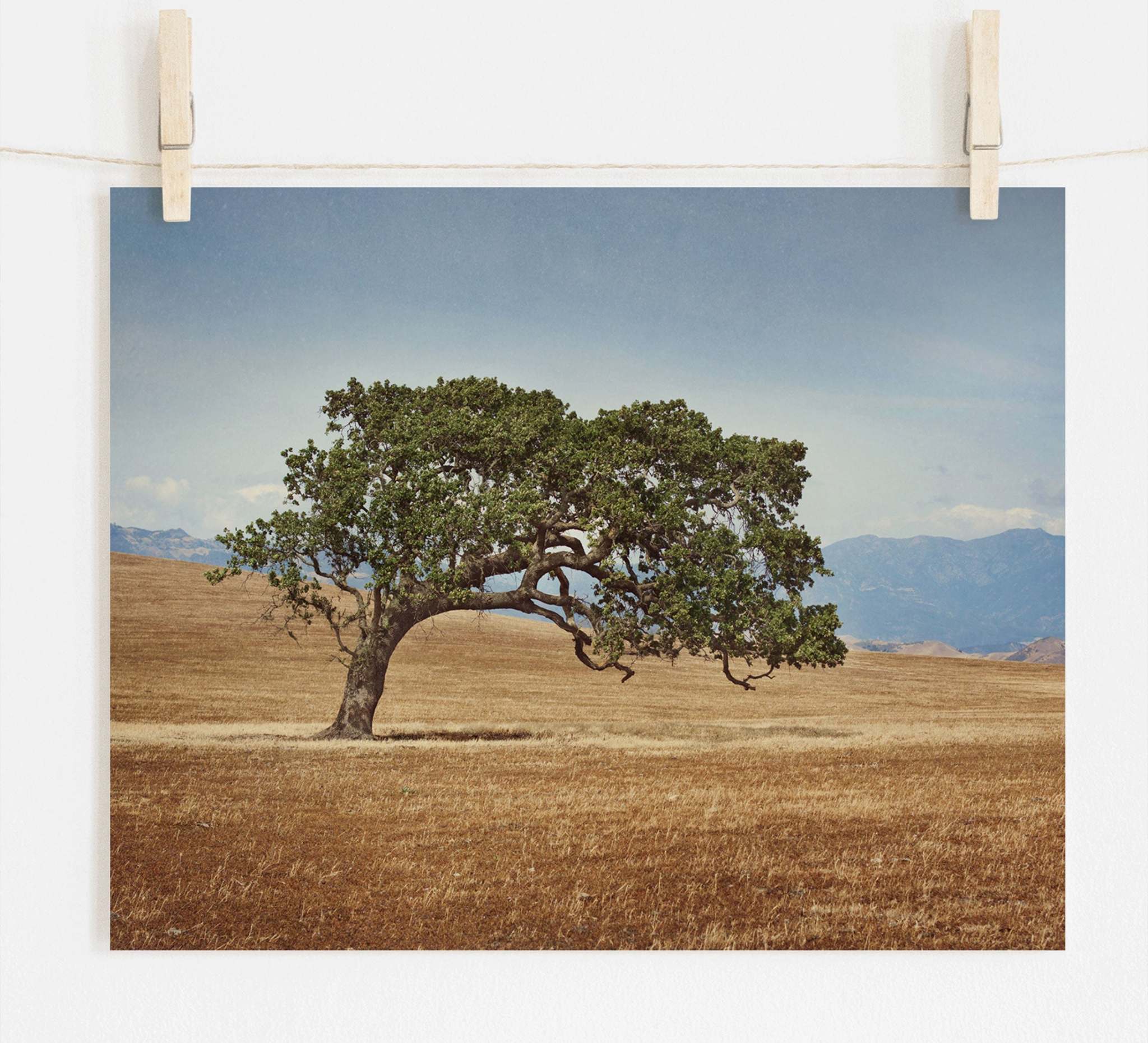 Prints on canvas,Happy oak trees,California cheapest oak trees,Sunol,California parks,California photos,California Art,California hills,Country life