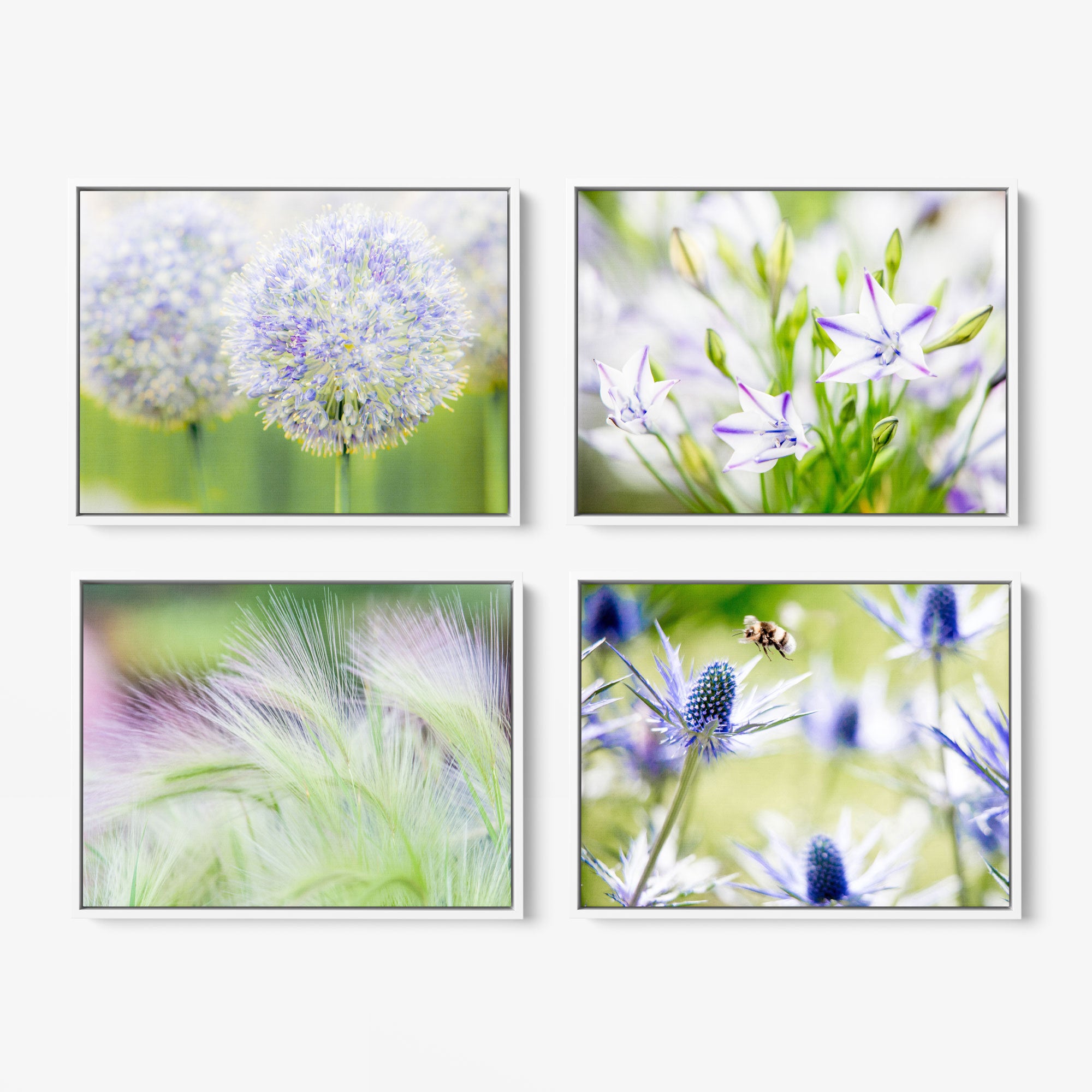 Introducing the Offley Green&#39;s &quot;Set of 4 Framed Canvas&quot; collection, featuring four exquisite photographs: Top-left showcases a close-up of round, fluffy white flowers; top-right displays a cluster of star-shaped pale purple flowers; bottom-left captures soft, green feathery grass spikes; and bottom-right features a bee hovering over spiky blue thistle flowers. Choose from multiple combinations to enhance your space with these beautiful botanical images.