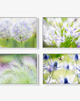 Introducing the Offley Green's "Set of 4 Framed Canvas" collection, featuring four exquisite photographs: Top-left showcases a close-up of round, fluffy white flowers; top-right displays a cluster of star-shaped pale purple flowers; bottom-left captures soft, green feathery grass spikes; and bottom-right features a bee hovering over spiky blue thistle flowers. Choose from multiple combinations to enhance your space with these beautiful botanical images.