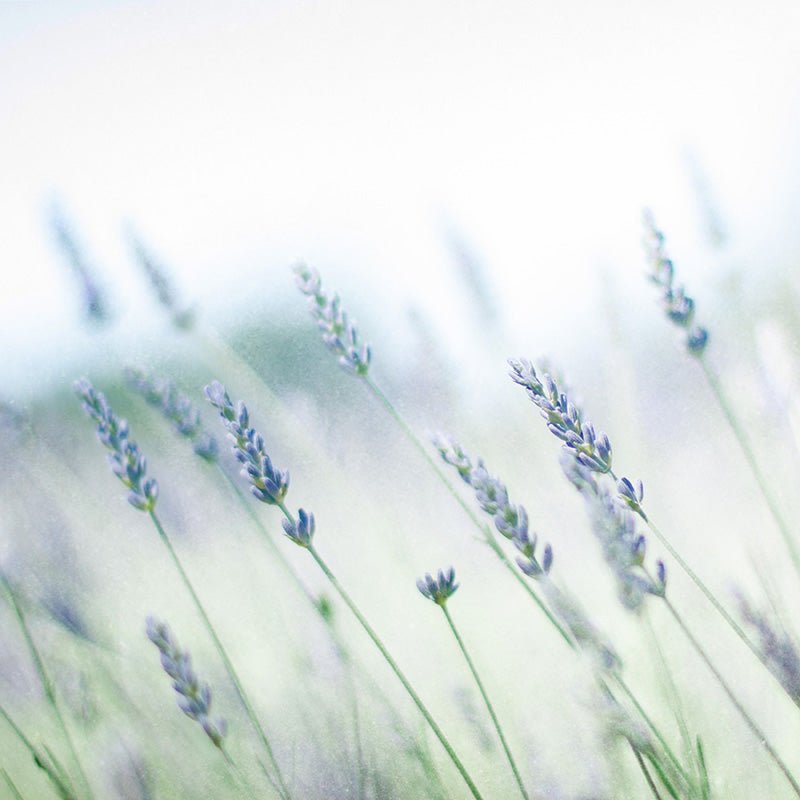 Photographic print of lavender flowers in a field