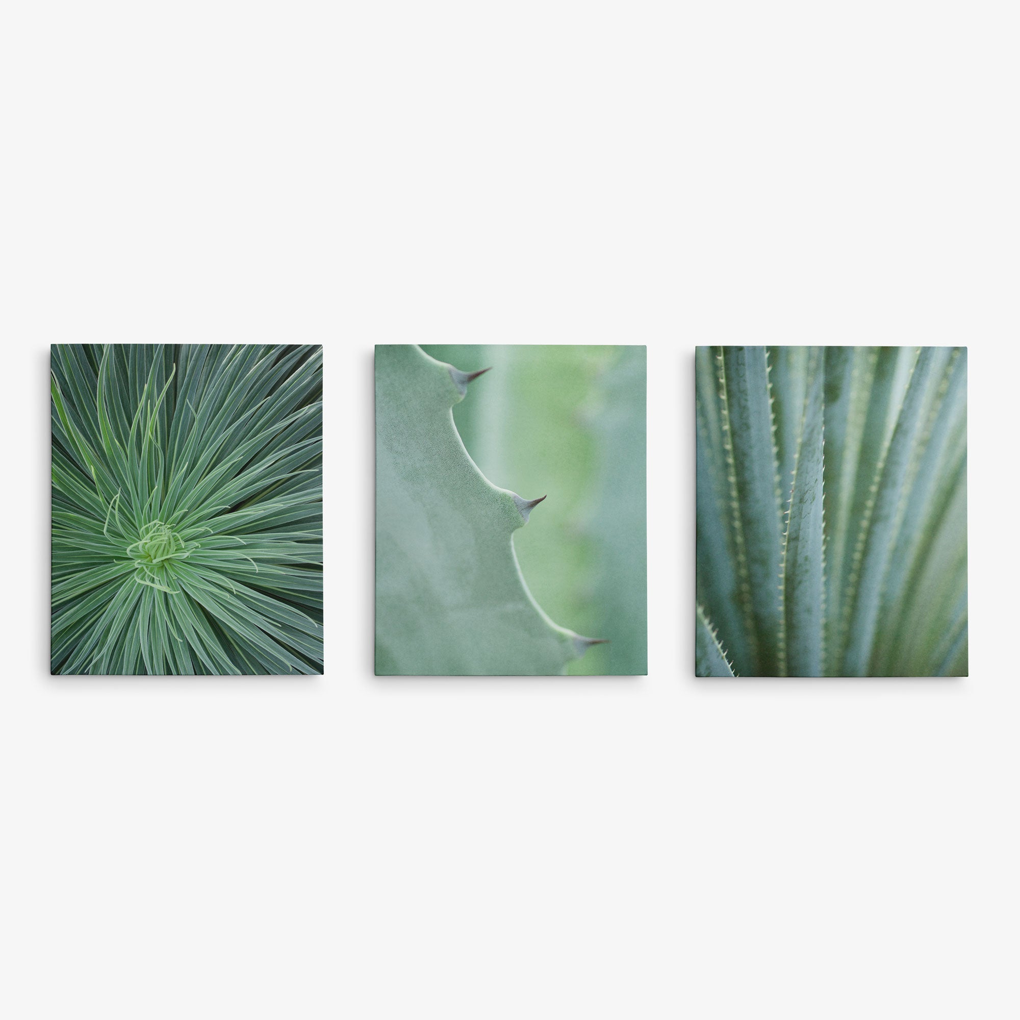 Offley Green&#39;s &quot;Set of 3 Canvas&quot; offers premium artist-grade prints featuring close-ups of green plants: a dense spiky plant, the thorn-edged leaf of a succulent, and vertical cactus-like stems with ridges.