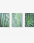 Offley Green's Set of 3 Framed Canvas features close-up botanical prints: vertical cactus spines, an agave leaf with thorns, and thin green leaves. These pieces complement rustic coastal styles on a white wall.