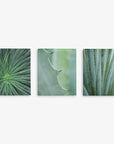 Offley Green's "Set of 3 Canvas" offers premium artist-grade prints featuring close-ups of green plants: a dense spiky plant, the thorn-edged leaf of a succulent, and vertical cactus-like stems with ridges.