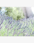 A field of lavender flowers in full bloom with purple and green hues, lit by soft sunlight. In the background, there are blurred trees and a gentle light, creating a serene and peaceful atmosphere. This Rustic Floral Print, 'Fields of Lavender' by Offley Green is perfect for unframed prints on archival photographic paper.