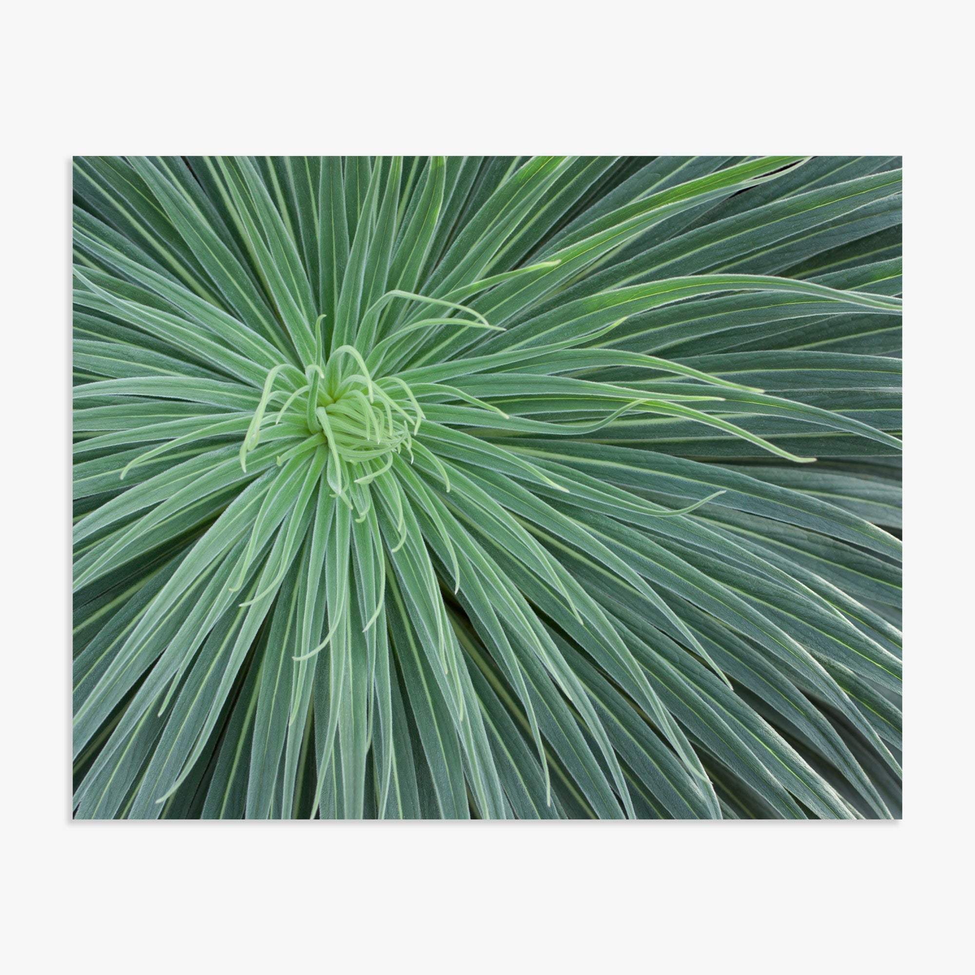 Close-up view of a green spiky desert plant with long, narrow leaves radiating outward from the center, highlighting intricate patterns and varied shades of green Abstract Green Botanical Print, &#39;Desert Fireworks&#39; by Offley Green.