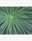 Close-up view of a green spiky desert plant with long, narrow leaves radiating outward from the center, highlighting intricate patterns and varied shades of green Abstract Green Botanical Print, 'Desert Fireworks' by Offley Green.