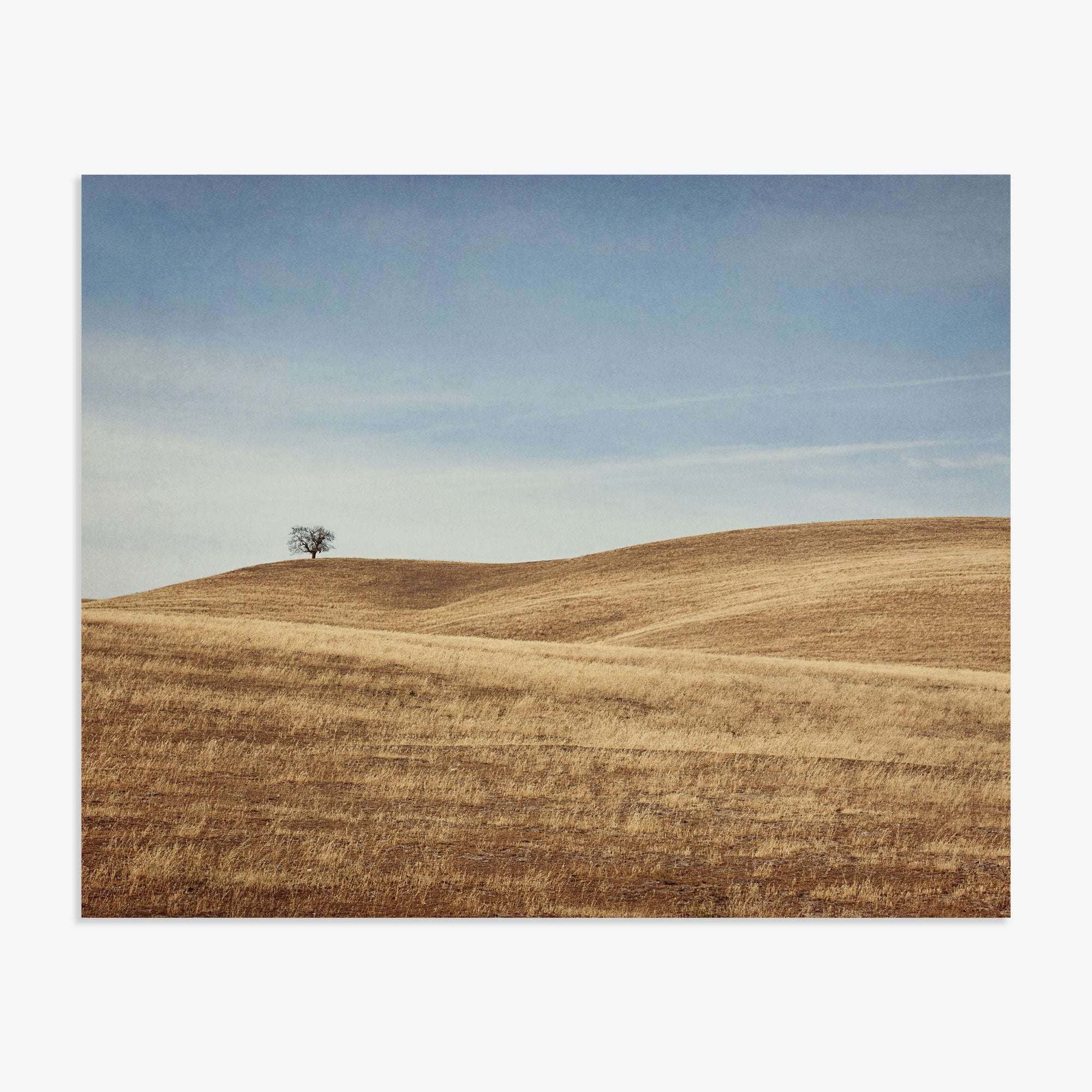 A solitary tree stands on a gently rolling, golden-brown grassy hill in the Santa Ynez Valley under a clear sky with faint clouds. This scene is captured in the California Central Coast Landscape Print &#39;Golden Ynez&#39; by Offley Green.