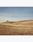 A solitary tree stands on a gently rolling, golden-brown grassy hill in the Santa Ynez Valley under a clear sky with faint clouds. This scene is captured in the California Central Coast Landscape Print 'Golden Ynez' by Offley Green.