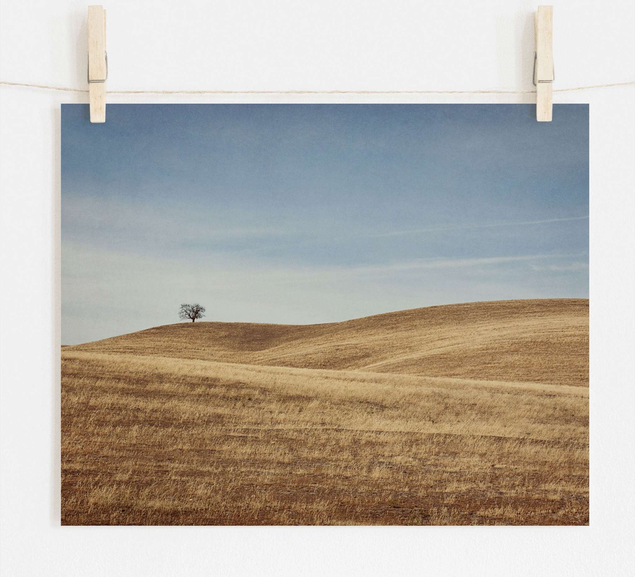 A photograph of a solitary tree in Santa Ynez Valley on a gently rolling hill, pinned up to dry on a clothesline against a white wall. The Offley Green California Central Coast Landscape Print &#39;Golden Ynez&#39; is bathed in soft, natural colors.