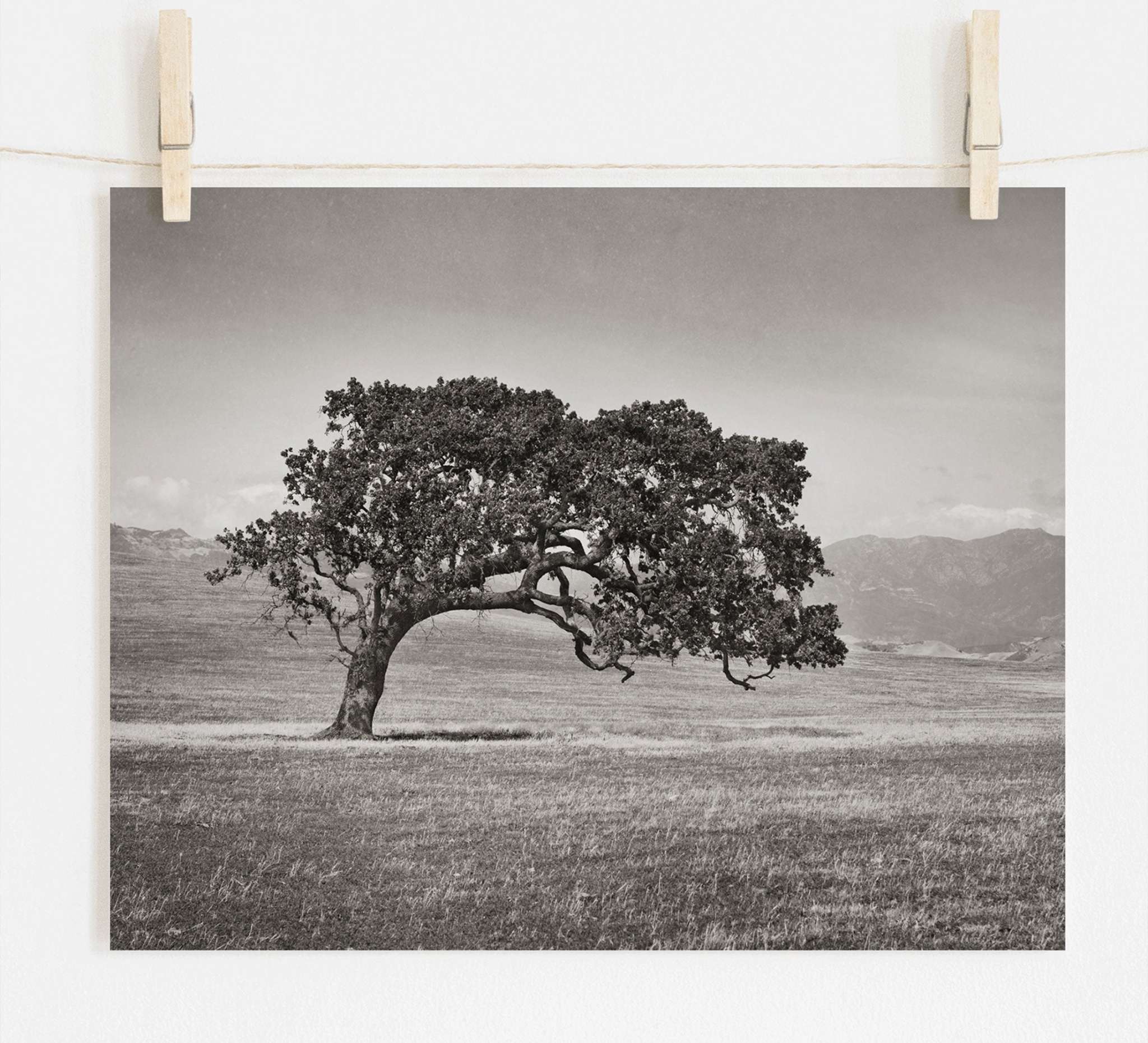 A black and white photograph of a solitary tree with a broad canopy, reminiscent of California Oaks, stands in the middle of an open field. The image, printed on non glossy lustre finish archival photographic paper, is held up by two wooden clothespins on a line against a plain white background. Rolling hills can be seen in the distance. The piece titled "Californian Oak Tree Landscape, 'Windswept (Black and White)'" by Offley Green captures this serene scene beautifully.