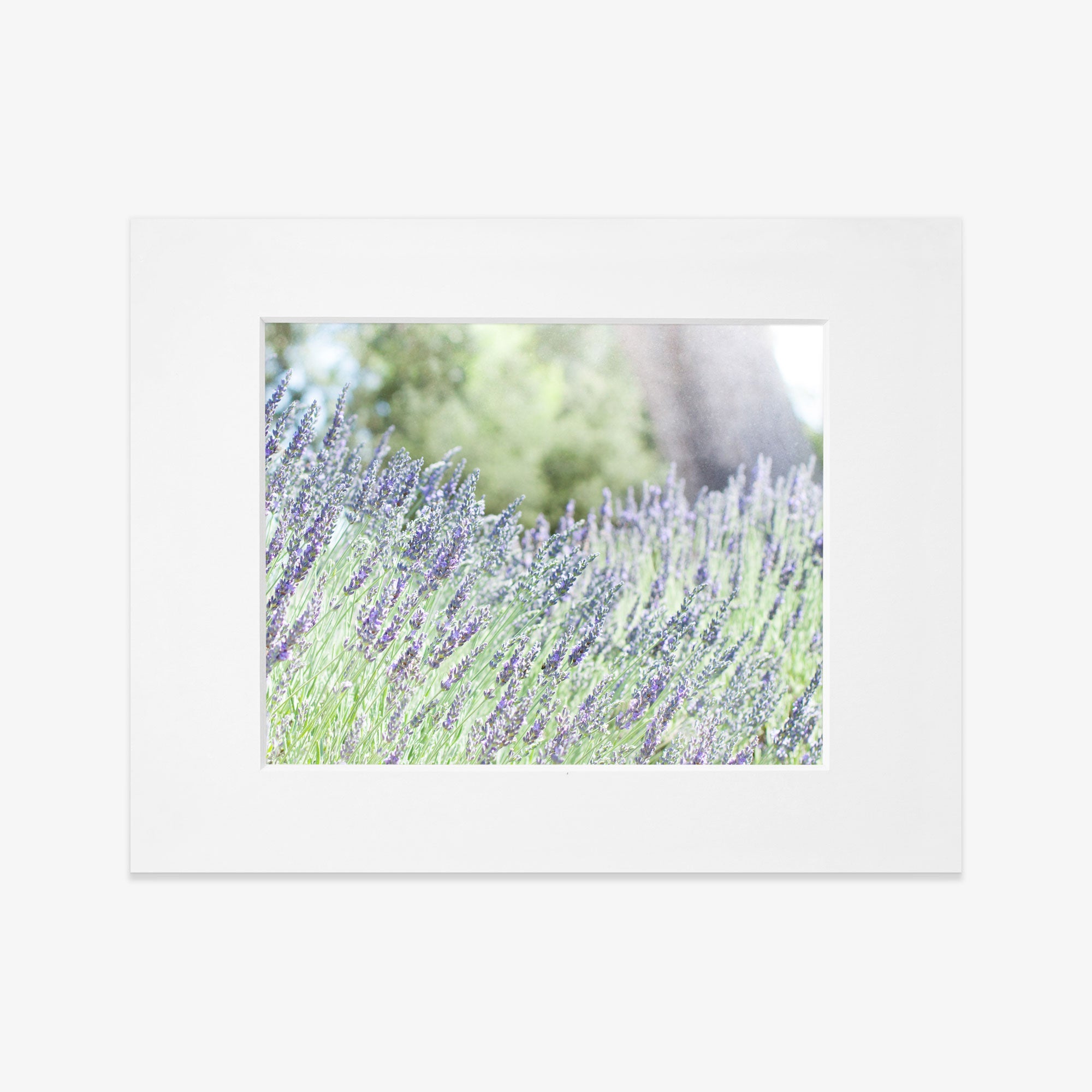 A white-framed photograph depicts a field of blooming lavender flowers with purple hues on green stems. The background is blurred, highlighting the vibrant lavender in the foreground, creating a serene and calming scene. This exquisite piece of art, Rustic Floral Print, &#39;Fields of Lavender&#39; by Offley Green, brings tranquility to any space.