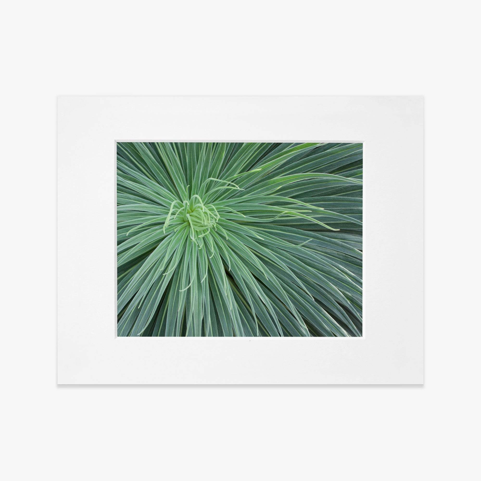 A close-up photo of a green agave plant, displaying its sharp, radiating leaves framed neatly against a white background, printed on archival photographic paper as the Abstract Green Botanical Print, &#39;Desert Fireworks&#39; by Offley Green.