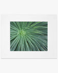 A close-up photo of a green agave plant, displaying its sharp, radiating leaves framed neatly against a white background, printed on archival photographic paper as the Abstract Green Botanical Print, 'Desert Fireworks' by Offley Green.