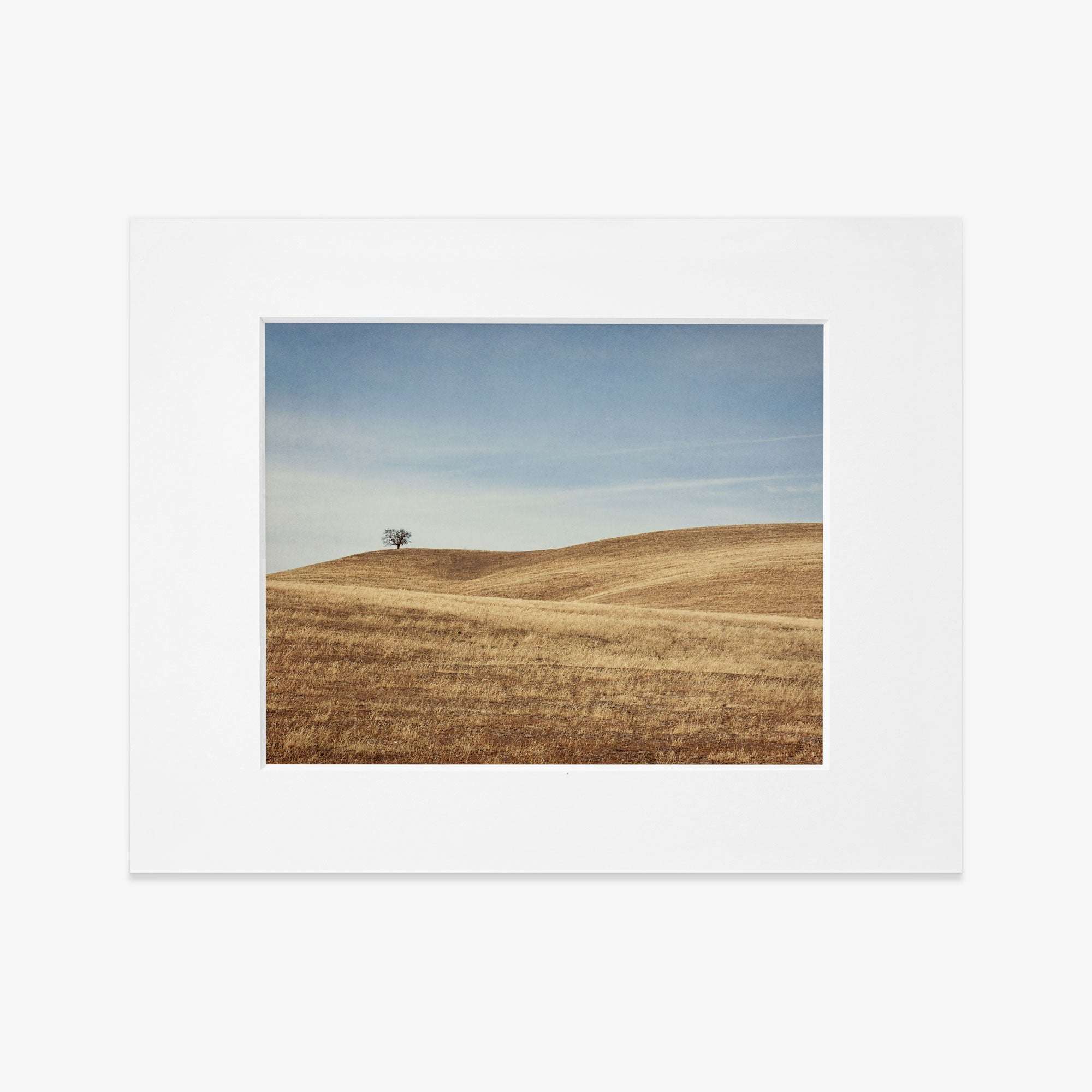 A framed photograph depicting a solitary tree atop a gently rolling hill covered with golden brown grass in the Santa Ynez Valley under a clear blue sky. Offley Green&#39;s California Central Coast Landscape Print &#39;Golden Ynez&#39; captures this breathtaking scene beautifully.