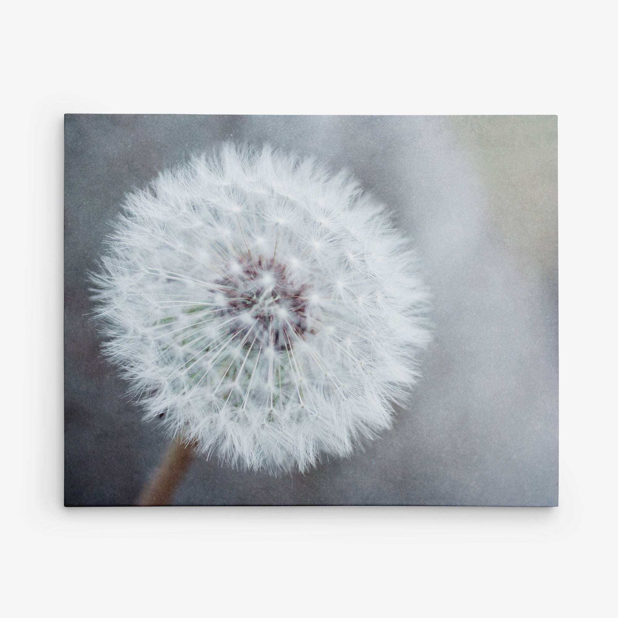 Close-up of a dandelion seed head against a soft, blurred background. The delicate white seeds form a spherical shape, radiating from the center with intricate details visible. Ideal for botanical prints on premium artist-grade canvas, the image exudes a calm, serene, and airy feeling. Introducing the 11x14 Botanical Canvas Print (Choose from 10+ Designs) by Offley Green.