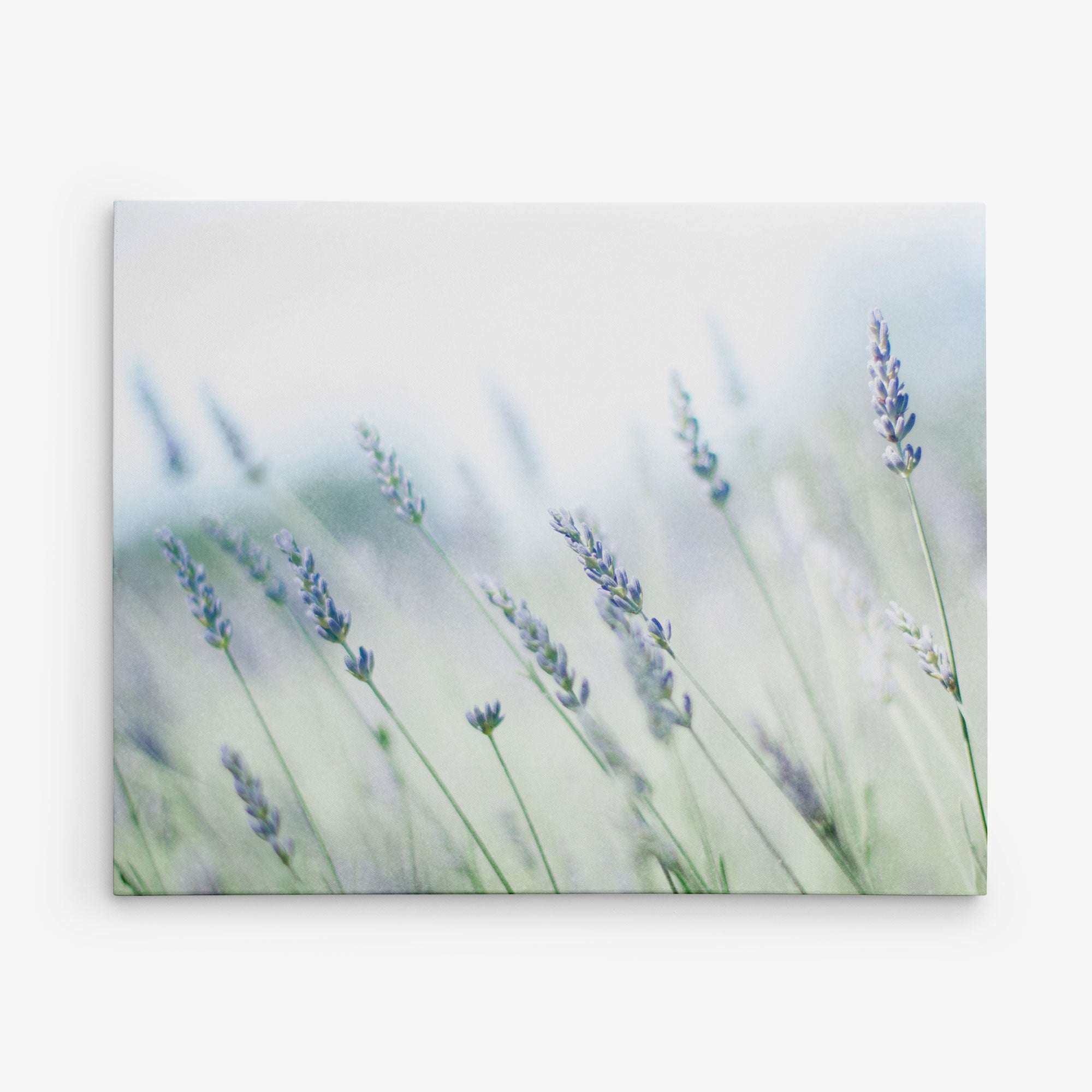 Close-up of lavender flowers in a field, with a soft focus and light pastel hues. The lavender stems and purple blooms stand out against a blurred background, evoking a sense of calm and tranquility, perfect for transforming into an 11x14 Botanical Canvas Print (Choose from 10+ Designs) from Offley Green.