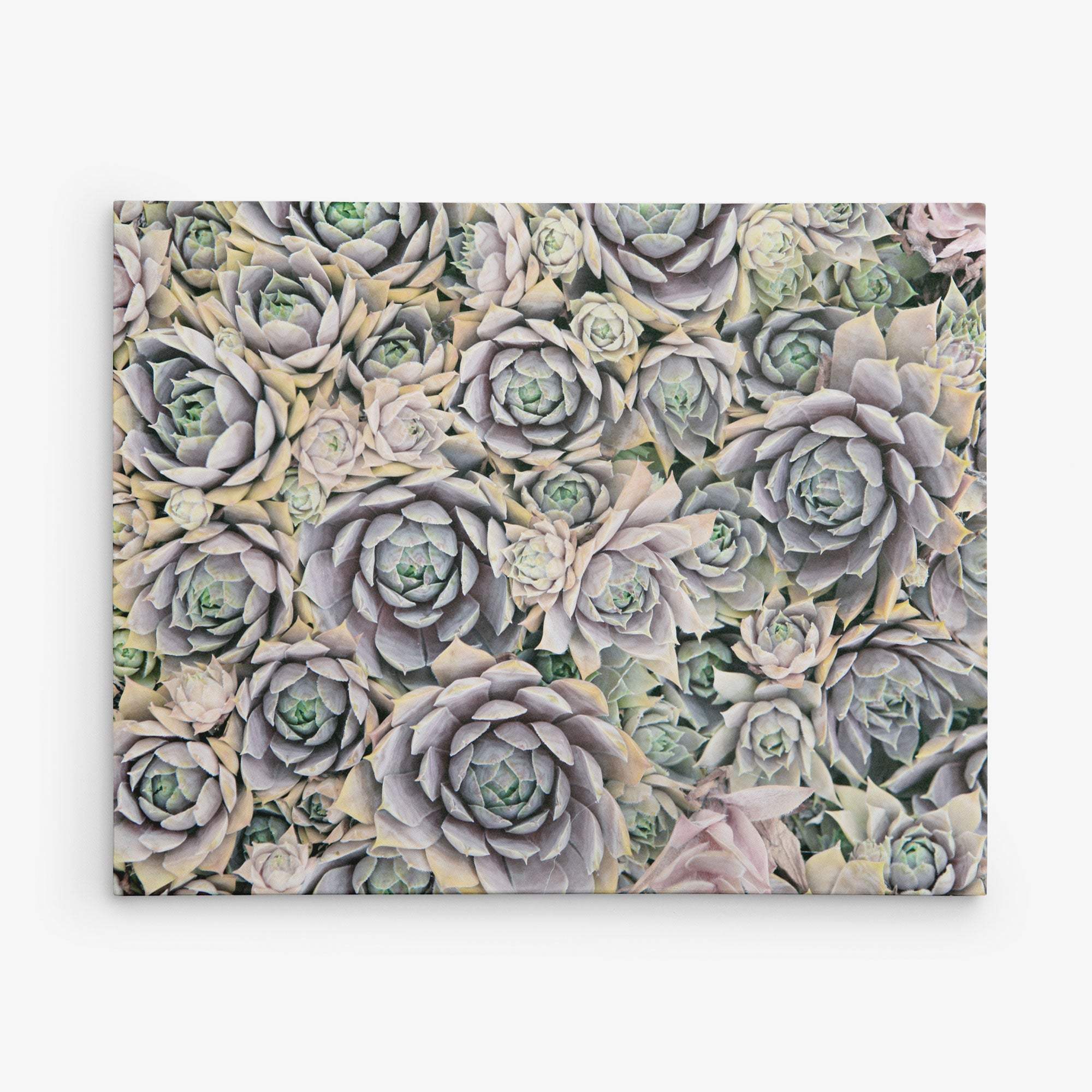 A close-up image of numerous lush succulents tightly clustered together. The succulents exhibit various shades of green, purple, and pink, creating a dense, richly textured pattern. Displayed on an Offley Green premium artist-grade canvas, this vibrant 11x14 Botanical Canvas Print (Choose from 10+ Designs) pops against the plain white background, highlighting the intricate details of the plants.