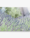 A field of lavender flowers in full bloom, with delicate purple blossoms swaying in the breeze. The background features a softly blurred green landscape and a tree trunk, reminiscent of exquisite botanical prints on premium artist-grade canvas, giving a serene and peaceful atmosphere, just like the 11x14 Botanical Canvas Print (Choose from 10+ Designs) by Offley Green.