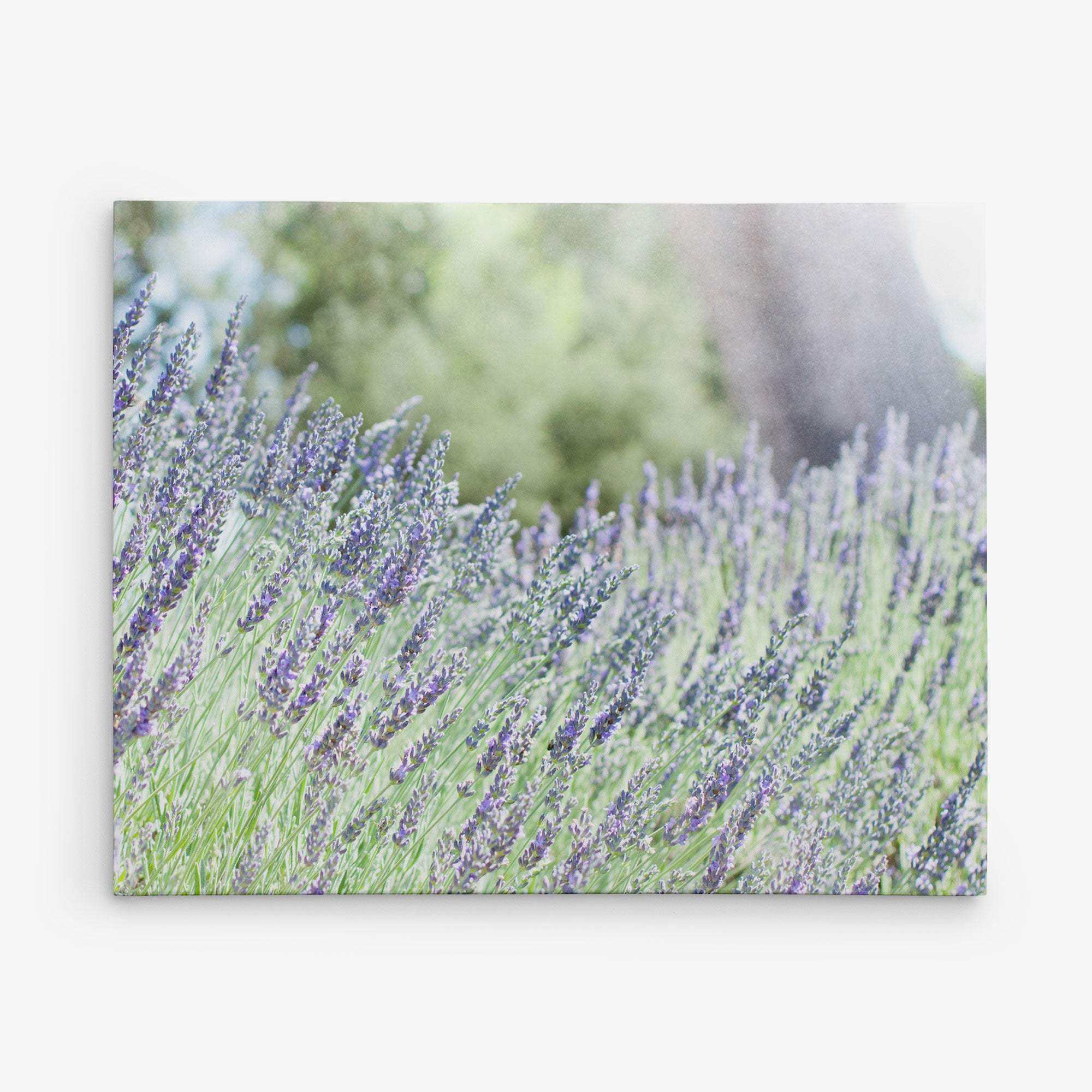 A field of lavender flowers in full bloom, with delicate purple blossoms swaying in the breeze. The background features a softly blurred green landscape and a tree trunk, reminiscent of exquisite botanical prints on premium artist-grade canvas, giving a serene and peaceful atmosphere, just like the 11x14 Botanical Canvas Print (Choose from 10+ Designs) by Offley Green.