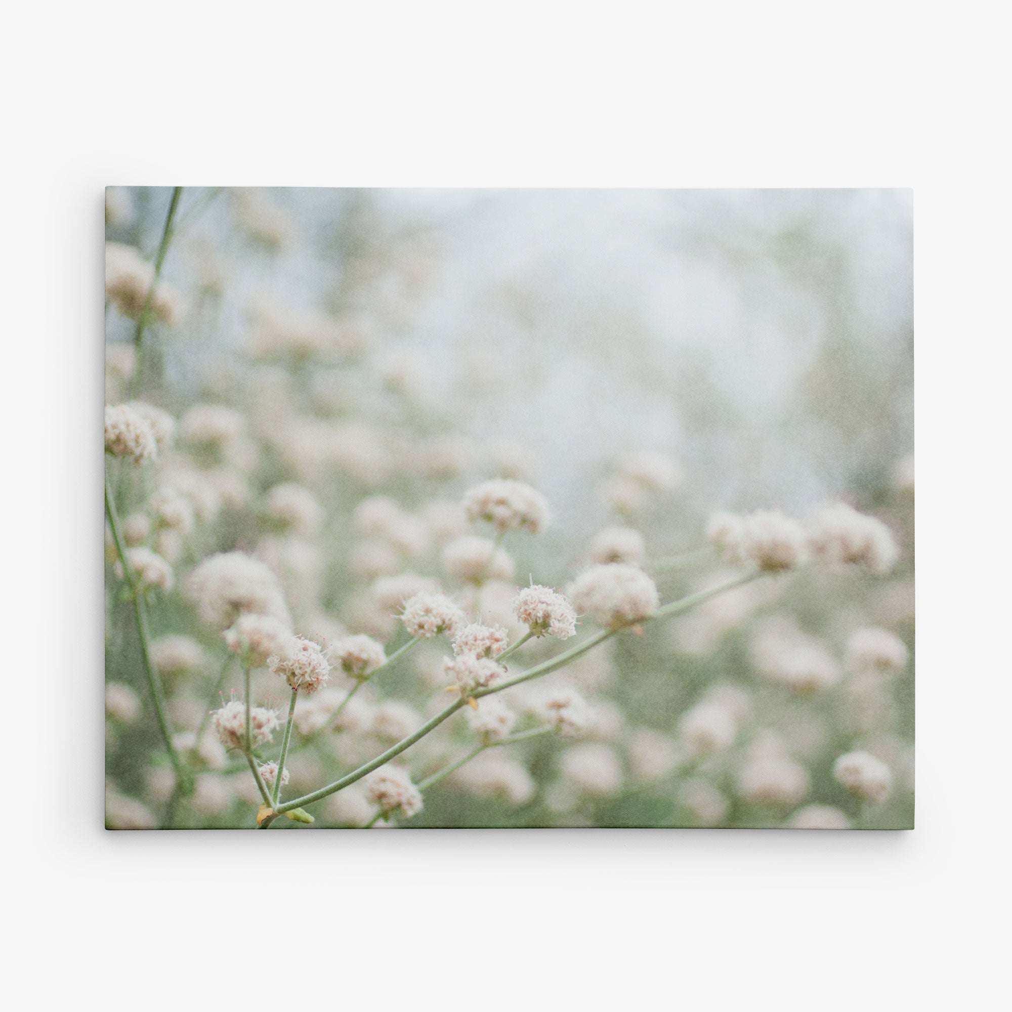 A soft-focus image of delicate, tiny white flowers on thin stems against a blurry, light background. The image exudes an ethereal, dreamy atmosphere, with the flowers appearing wispy and fragile. Perfect for a canvas gallery wrap, this Offley Green 11x14 Botanical Canvas Print (Choose from 10+ Designs) will elevate your space with its botanical prints&#39; serene beauty.