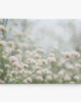 A soft-focus image of delicate, tiny white flowers on thin stems against a blurry, light background. The image exudes an ethereal, dreamy atmosphere, with the flowers appearing wispy and fragile. Perfect for a canvas gallery wrap, this Offley Green 11x14 Botanical Canvas Print (Choose from 10+ Designs) will elevate your space with its botanical prints' serene beauty.