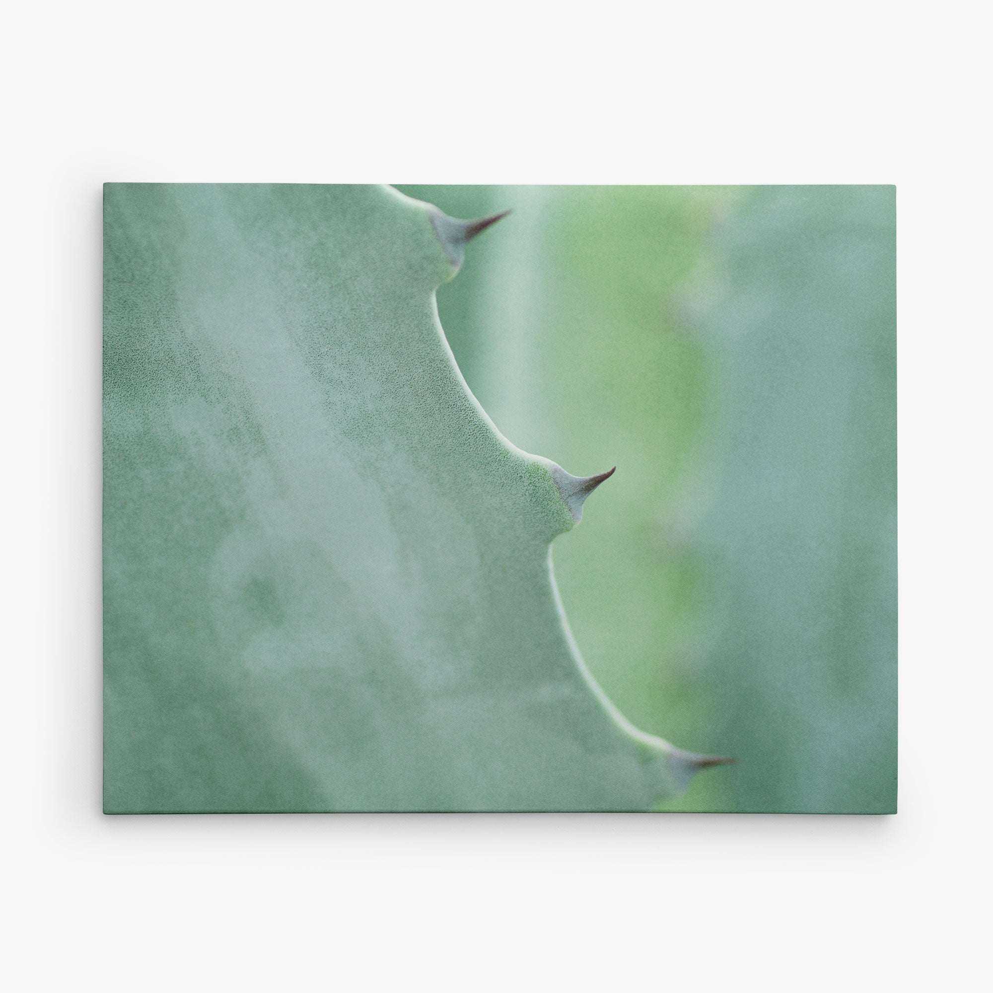 Close-up image of a cactus leaf with a blurred background. The image focuses on the leaf&#39;s edge, highlighting its green color and small, pointed spines. The overall tone is soft with hues of green, perfect for botanical prints on premium artist-grade canvas or as a stunning 11x14 Botanical Canvas Print (Choose from 10+ Designs) by Offley Green.