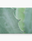 Close-up image of a cactus leaf with a blurred background. The image focuses on the leaf's edge, highlighting its green color and small, pointed spines. The overall tone is soft with hues of green, perfect for botanical prints on premium artist-grade canvas or as a stunning 11x14 Botanical Canvas Print (Choose from 10+ Designs) by Offley Green.