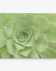 Close-up image of a green succulent plant with symmetrical, overlapping leaves arranged in a rosette pattern. Printed on premium artist-grade canvas, the soft, natural hues and intricate leaf layers create a visually appealing and serene composition, perfect for 11x14 Botanical Canvas Print (Choose from 10+ Designs) by Offley Green.