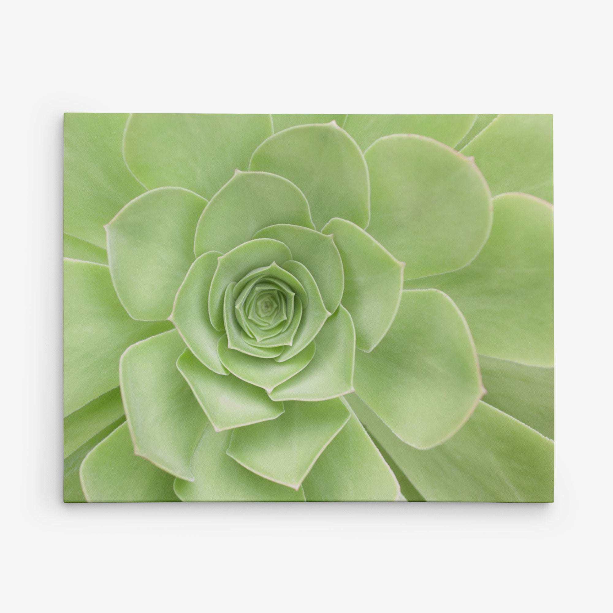 Close-up image of a green succulent plant with symmetrical, overlapping leaves arranged in a rosette pattern. Printed on premium artist-grade canvas, the soft, natural hues and intricate leaf layers create a visually appealing and serene composition, perfect for 11x14 Botanical Canvas Print (Choose from 10+ Designs) by Offley Green.