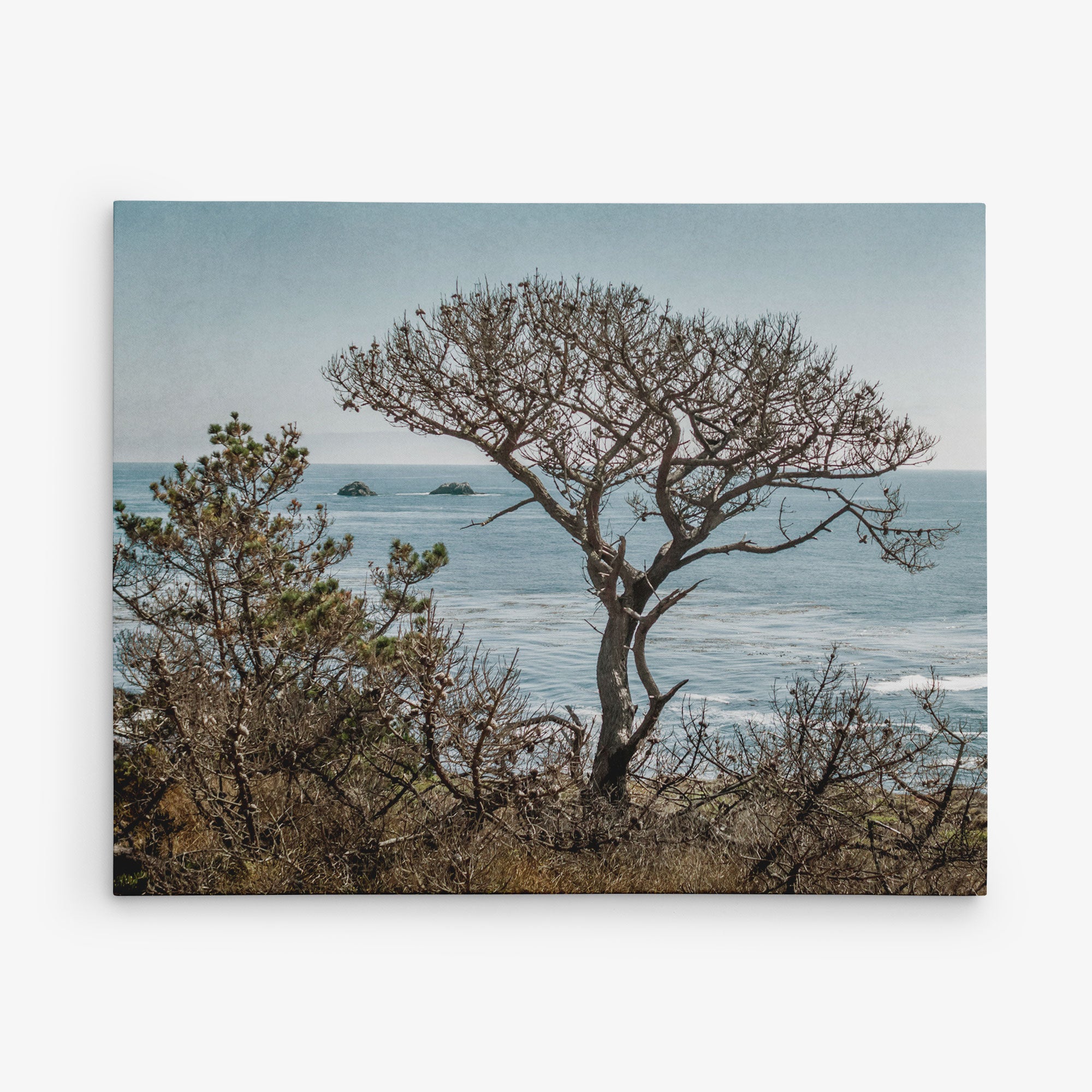 A leafless tree stands prominently on the edge of a coastal cliff, with the ocean and distant rock formations providing a stunning backdrop against a clear sky. Sparse vegetation surrounds the tree, enhancing the serene coastal landscape. This scene is perfectly captured in Offley Green&#39;s 11x14 Coastal Canvas Print, available in over 10 designs and ready to hang as either coastal prints or canvas gallery wraps.