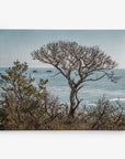 A leafless tree stands prominently on the edge of a coastal cliff, with the ocean and distant rock formations providing a stunning backdrop against a clear sky. Sparse vegetation surrounds the tree, enhancing the serene coastal landscape. This scene is perfectly captured in Offley Green's 11x14 Coastal Canvas Print, available in over 10 designs and ready to hang as either coastal prints or canvas gallery wraps.