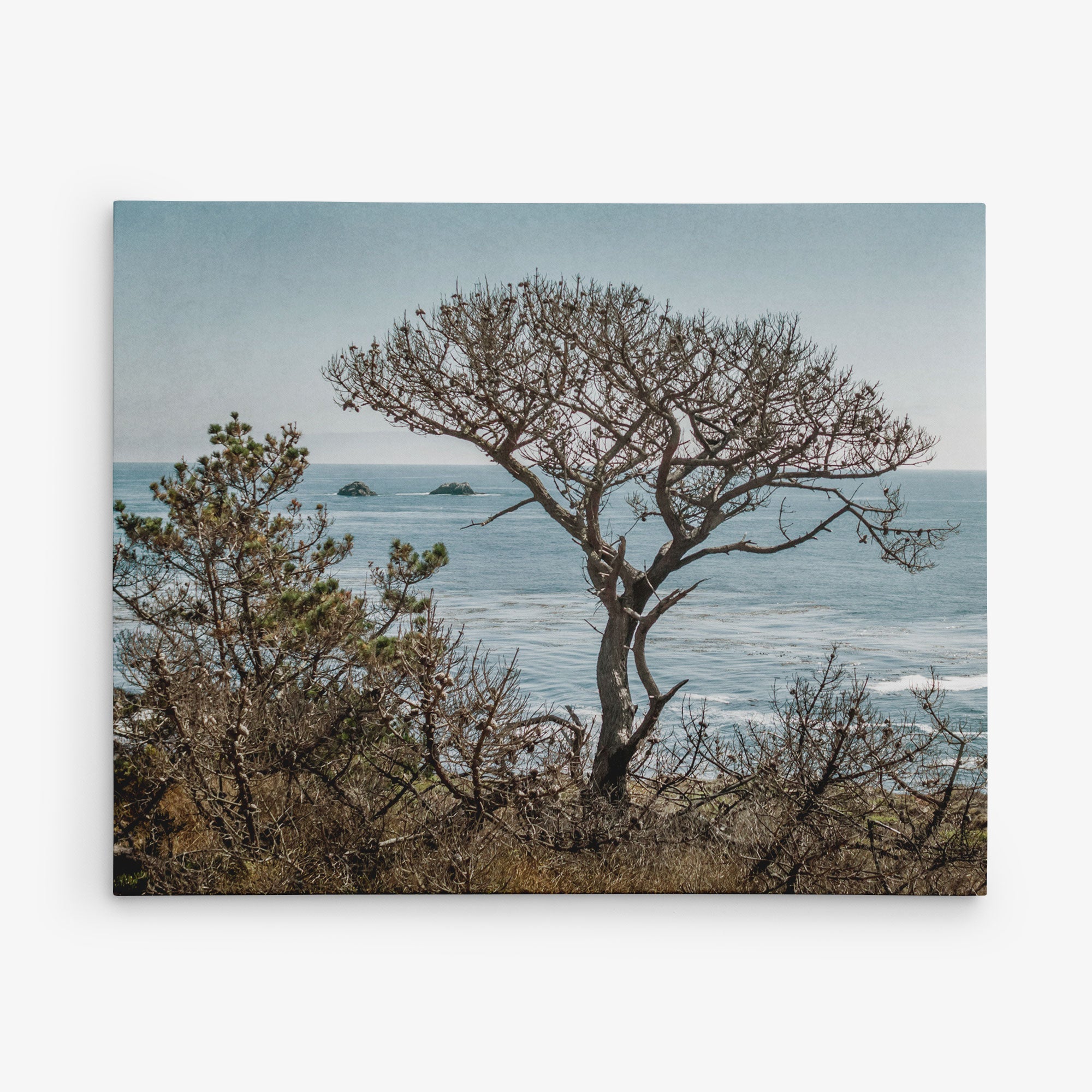 A solitary, leafless tree stands on a hillside overlooking the ocean. The foreground features sparse, dry vegetation, while distant rocky islets punctuate the calm sea under a clear sky—perfect for the Offley Green 8x10 Coastal Canvas Print (Choose from 10+ Designs) or adding to your coastal prints wall art collection.