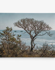 A tranquil scene featuring a leafless tree standing on a cliffside, overlooking a calm sea with the faint outlines of rocky islands against a hazy sky, is perfect for home decor. The foreground's various bushes and smaller trees add depth to this picturesque setting, making it an ideal choice for Offley Green's 30x40 Coastal Canvas Print (Choose from 10+ Designs).