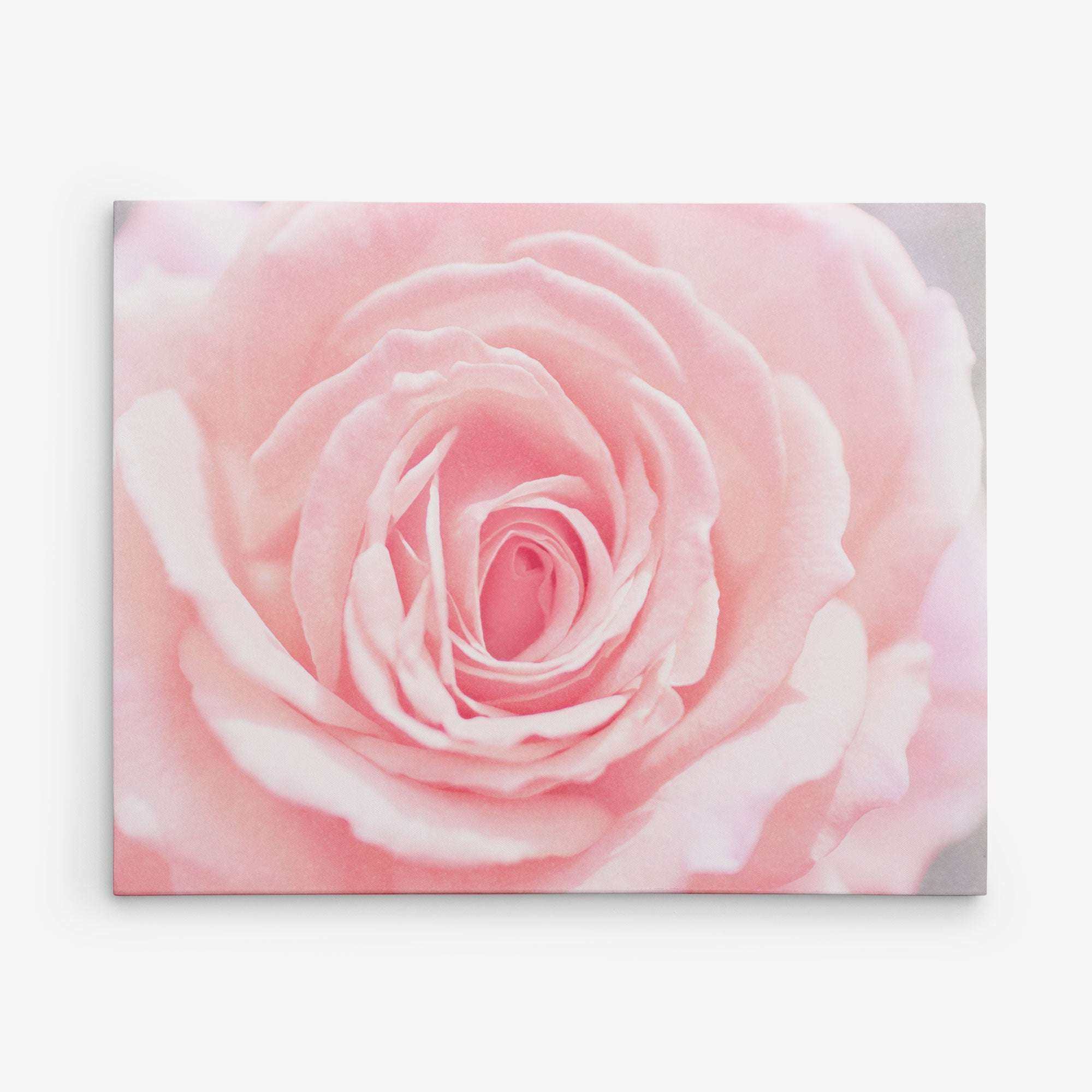 A close-up photograph of a delicate pink rose in full bloom against a white background. The soft-focus effect highlights the intricate, layered petals, creating a sense of depth and texture, making it perfect for the Offley Green 11x14 Botanical Canvas Print (Choose from 10+ Designs).