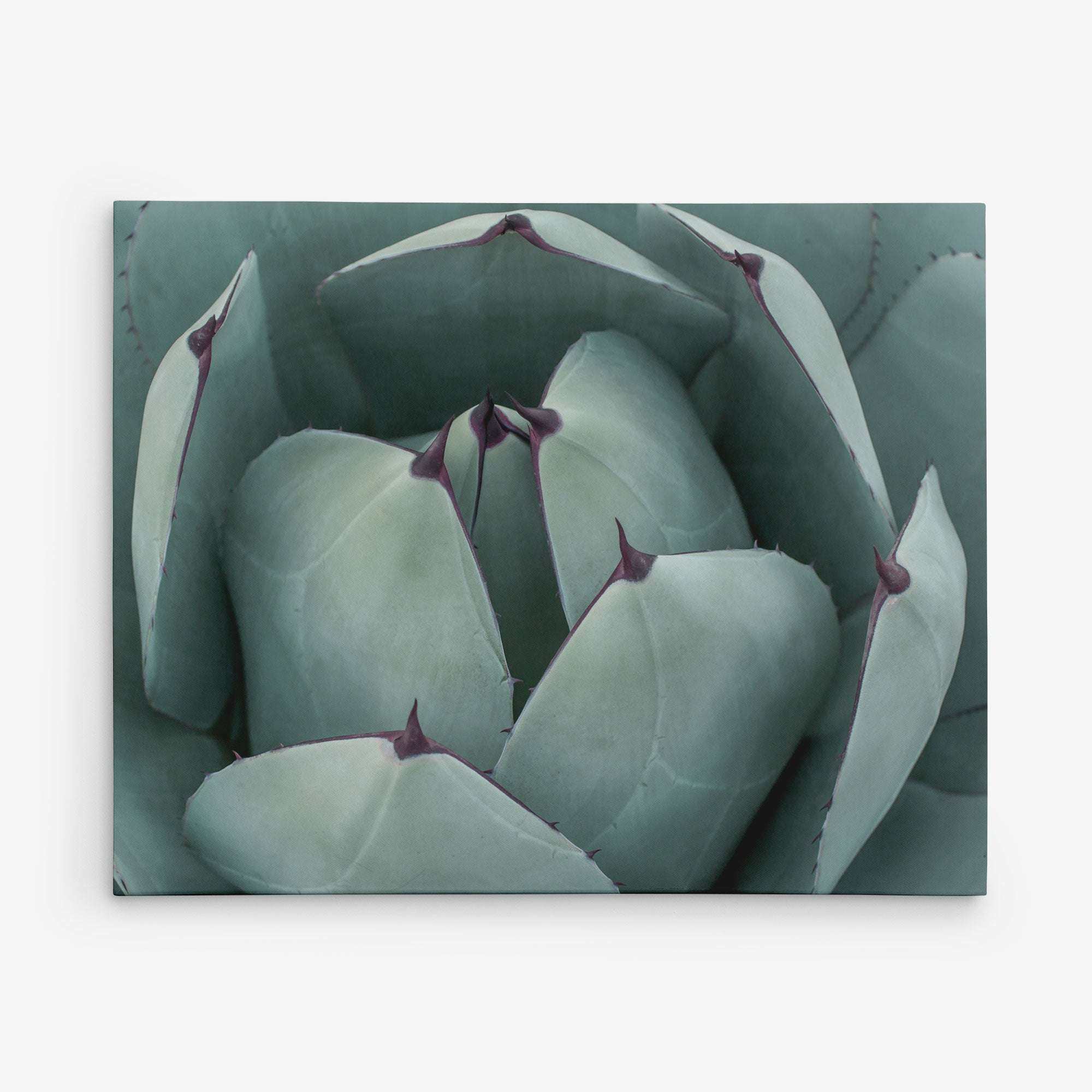 Close-up image of a succulent plant with thick, triangular, teal-green leaves edged in dark purple. The leaves have a smooth, waxy texture and are tightly clustered, forming a rosette pattern. Displayed on Offley Green&#39;s 11x14 Botanical Canvas Print (Choose from 10+ Designs), the plain white background accentuates the plant&#39;s details.