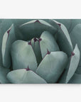 Close-up image of a succulent plant with thick, triangular, teal-green leaves edged in dark purple. The leaves have a smooth, waxy texture and are tightly clustered, forming a rosette pattern. Displayed on Offley Green's 11x14 Botanical Canvas Print (Choose from 10+ Designs), the plain white background accentuates the plant's details.