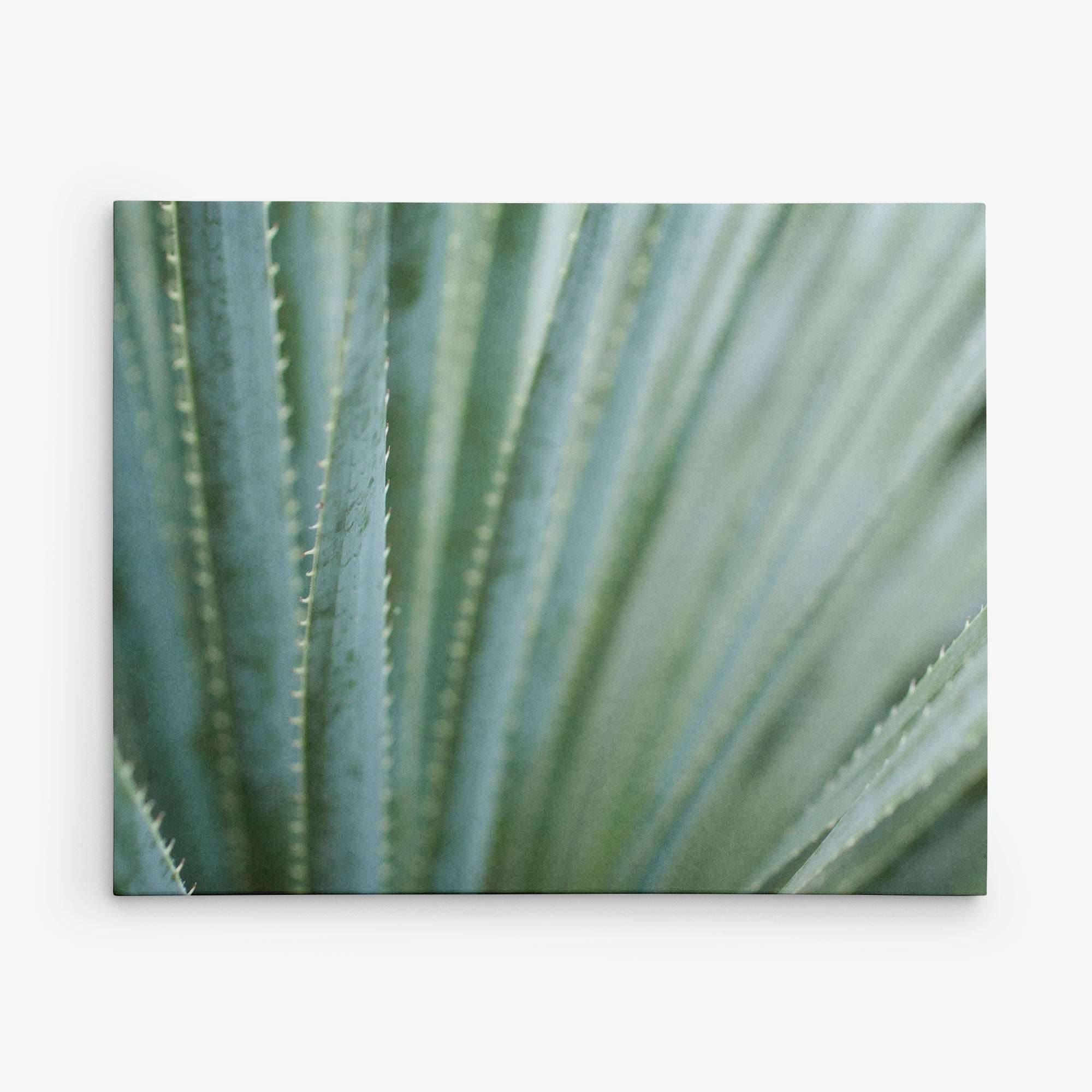 Close-up image of an agave plant with long, pointed leaves arranged in a radial pattern. The leaves are green with a bluish tint and have small, sharp spines along their edges. Presented as Offley Green&#39;s 11x14 Botanical Canvas Print (Choose from 10+ Designs), the background is softly blurred to make the central leaves the focal point.