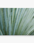 Close-up image of an agave plant with long, pointed leaves arranged in a radial pattern. The leaves are green with a bluish tint and have small, sharp spines along their edges. Presented as Offley Green's 11x14 Botanical Canvas Print (Choose from 10+ Designs), the background is softly blurred to make the central leaves the focal point.