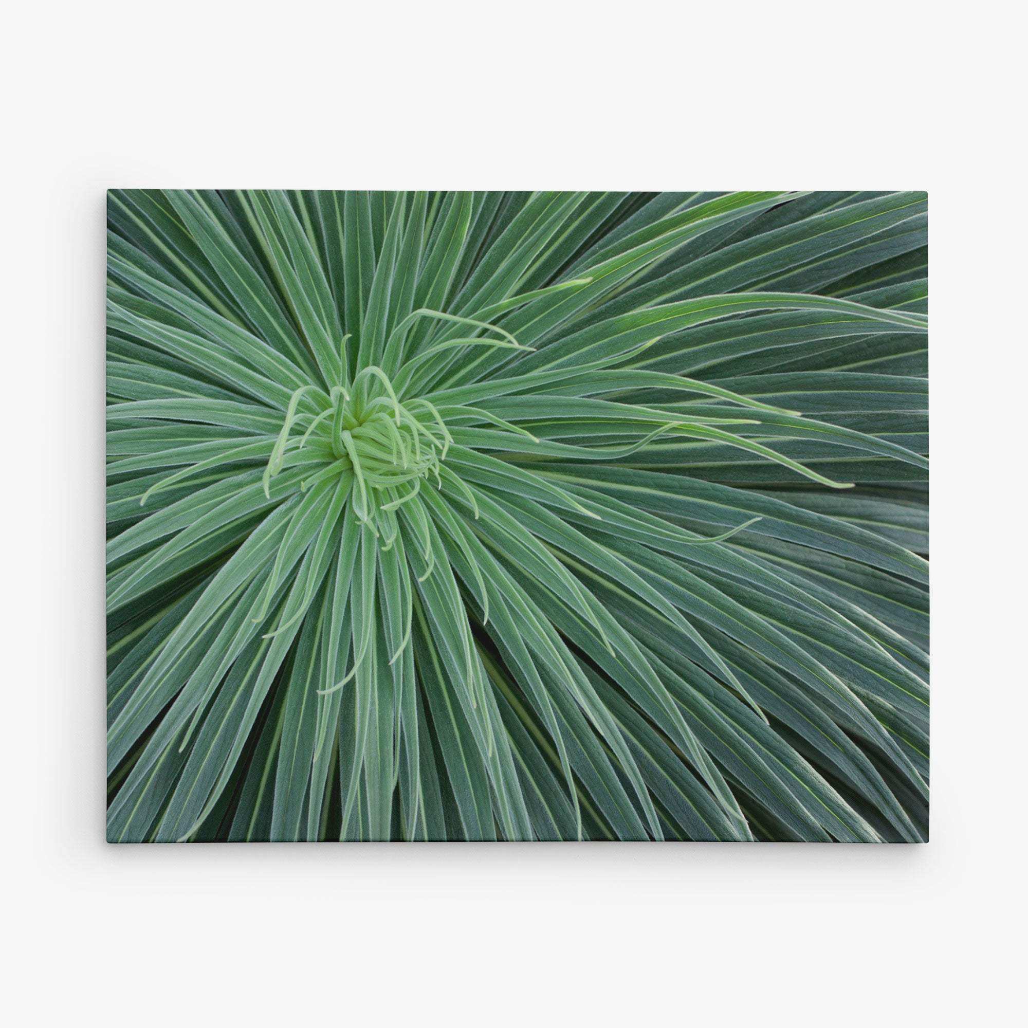 Close-up of a symmetrical, spiky green plant with long, slender leaves radiating from the center in a circular pattern on a white background. The vibrant greenery creates a striking, natural texture perfect for the Offley Green 11x14 Botanical Canvas Print (Choose from 10+ Designs).