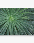 Close-up of a symmetrical, spiky green plant with long, slender leaves radiating from the center in a circular pattern on a white background. The vibrant greenery creates a striking, natural texture perfect for the Offley Green 11x14 Botanical Canvas Print (Choose from 10+ Designs).