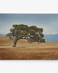 A solitary tree with a bent trunk stands in a vast, dry grassland under a clear blue sky. The landscape features distant hills and mountains on the horizon, evoking an atmosphere of isolation and serenity perfect for Offley Green's 11x14 Rustic Canvas Print (Choose from 10+ Designs).