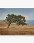 A solitary tree with a broad, gnarled trunk stands in the middle of a vast golden field under a clear blue sky. Mountains are visible in the distant background. The 24x30 Rustic Canvas Print (Choose from 10+ Designs) by Offley Green captures the dry field that stretches endlessly around the lone tree.