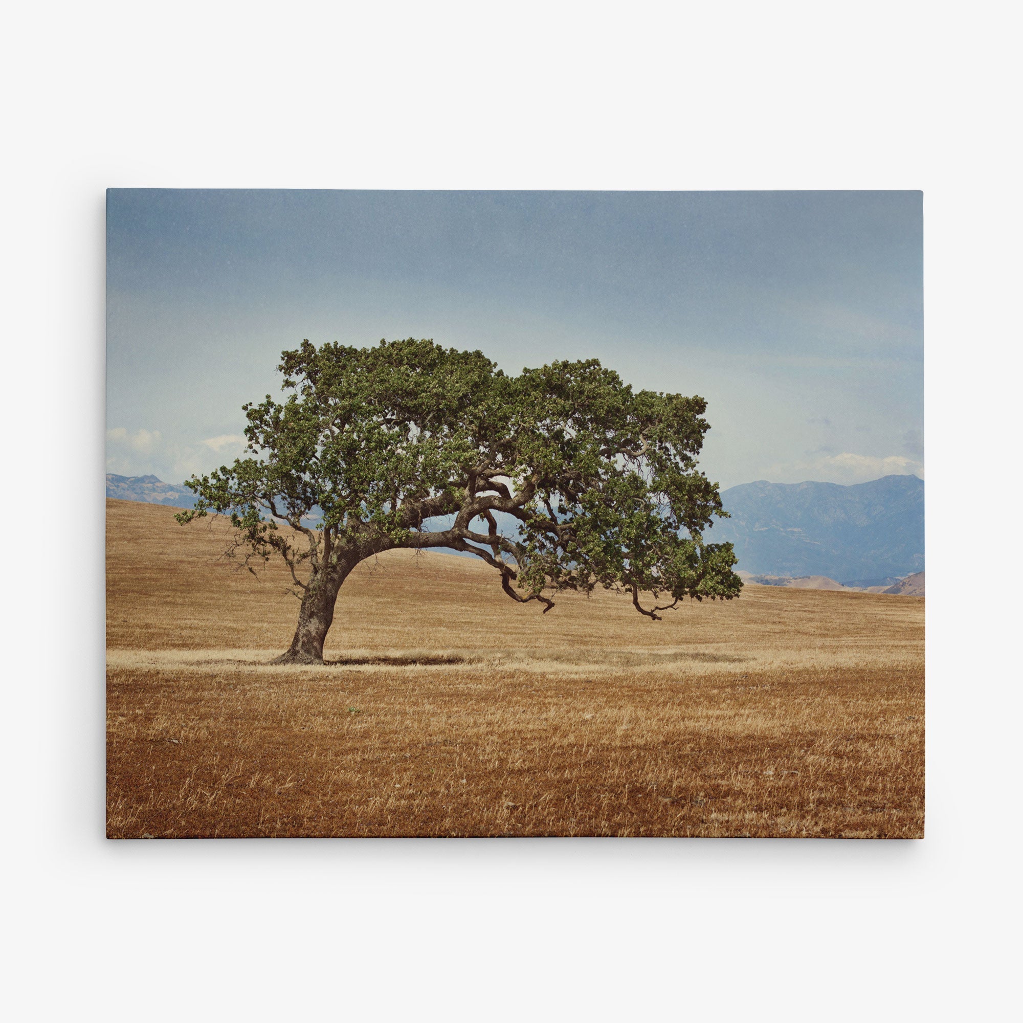 A lone, windswept tree stands in the center of a vast, dry field with mountains visible in the distant background under a clear sky. The tree&#39;s branches are lush and green, forming a striking contrast with the barren, brown landscape—much like an Offley Green 16x20 Rustic Canvas Print (Choose from 10+ Designs) capturing nature&#39;s raw beauty.