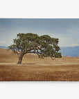 A lone tree with green foliage stands in the middle of a vast, dry, golden-brown field under a clear blue sky. Mountains are visible in the distant background, making it perfect for an Offley Green 30x40 Rustic Canvas Print (Choose from 10+ Designs) that's ready to hang.