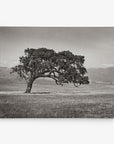 A solitary, large tree with sprawling branches stands in the middle of an open grassy plain. The background features distant mountains beneath a cloudy sky. The image is in black and white, giving it a timeless, serene feel—perfect for Offley Green's 11x14 Rustic Canvas Print (Choose from 10+ Designs) to elevate your wall art decor.