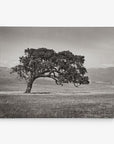 A black and white photograph of a solitary tree standing in a vast, open field. The tree has a thick trunk and branches that spread widely, creating a picturesque silhouette against the open sky and distant mountains in the background—exquisite as rustic wall art on **Offley Green's 24x30 Rustic Canvas Print (Choose from 10+ Designs)**.