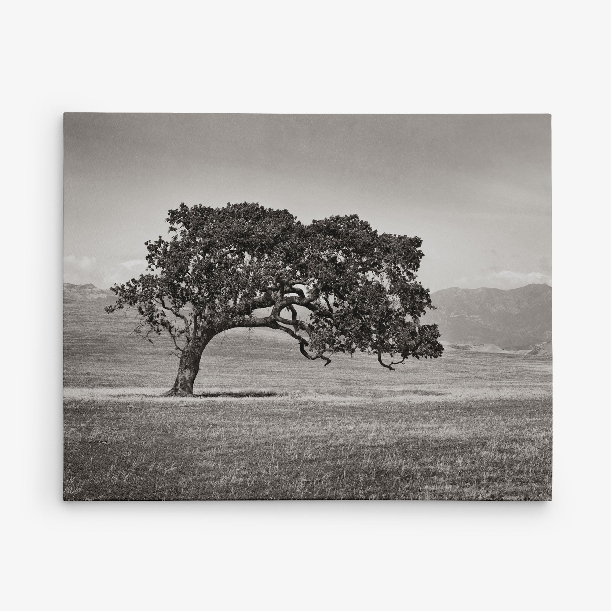 A black and white photograph of a lone, sprawling tree standing in the middle of a vast, open field. The tree&#39;s branches and leaves create a striking silhouette against a distant mountain range under a clear sky. This Offley Green 30x40 Rustic Canvas Print (Choose from 10+ Designs) is ready to hang, perfect for adding rustic charm to any space.