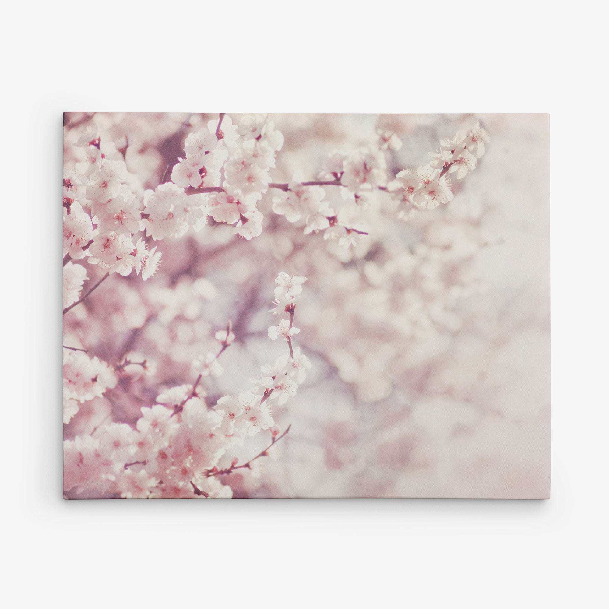 An 11x14 Botanical Canvas Print (Choose from 10+ Designs) by Offley Green featuring an ethereal close-up of pale pink cherry blossoms on delicate branches, set against a soft pastel background. Printed on premium artist-grade canvas, the blossoms create a dreamy and serene atmosphere with their gentle hues and intricate details.