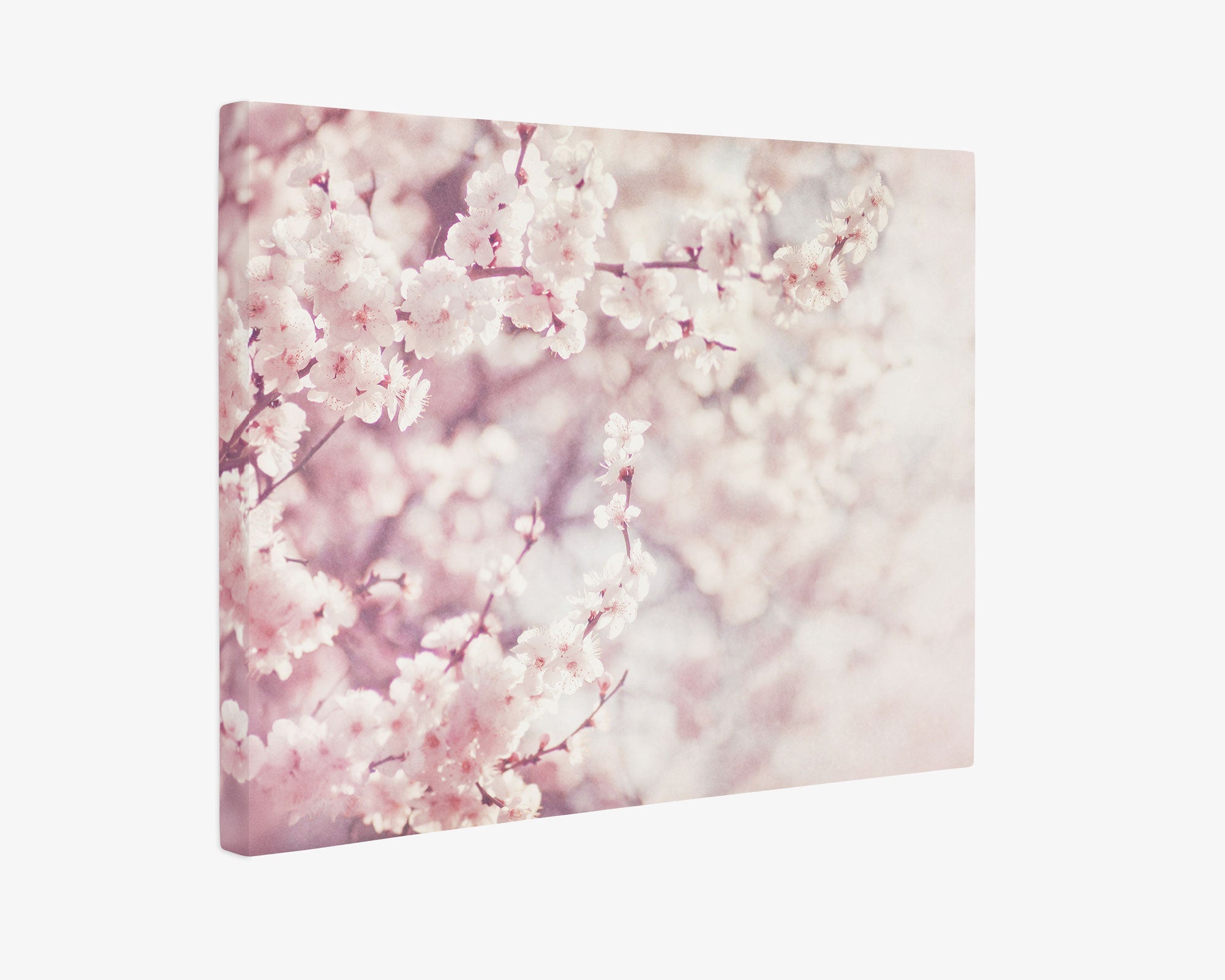 Offley Green&#39;s 30X40 Botanical Canvas Print (Choose from 10+ Designs) featuring a close-up of blossoming cherry flowers in soft pink tones. Printed on premium artist-grade canvas, the background is blurred, highlighting the delicate petals and subtle shades of pink and white, creating a dreamy, serene atmosphere.