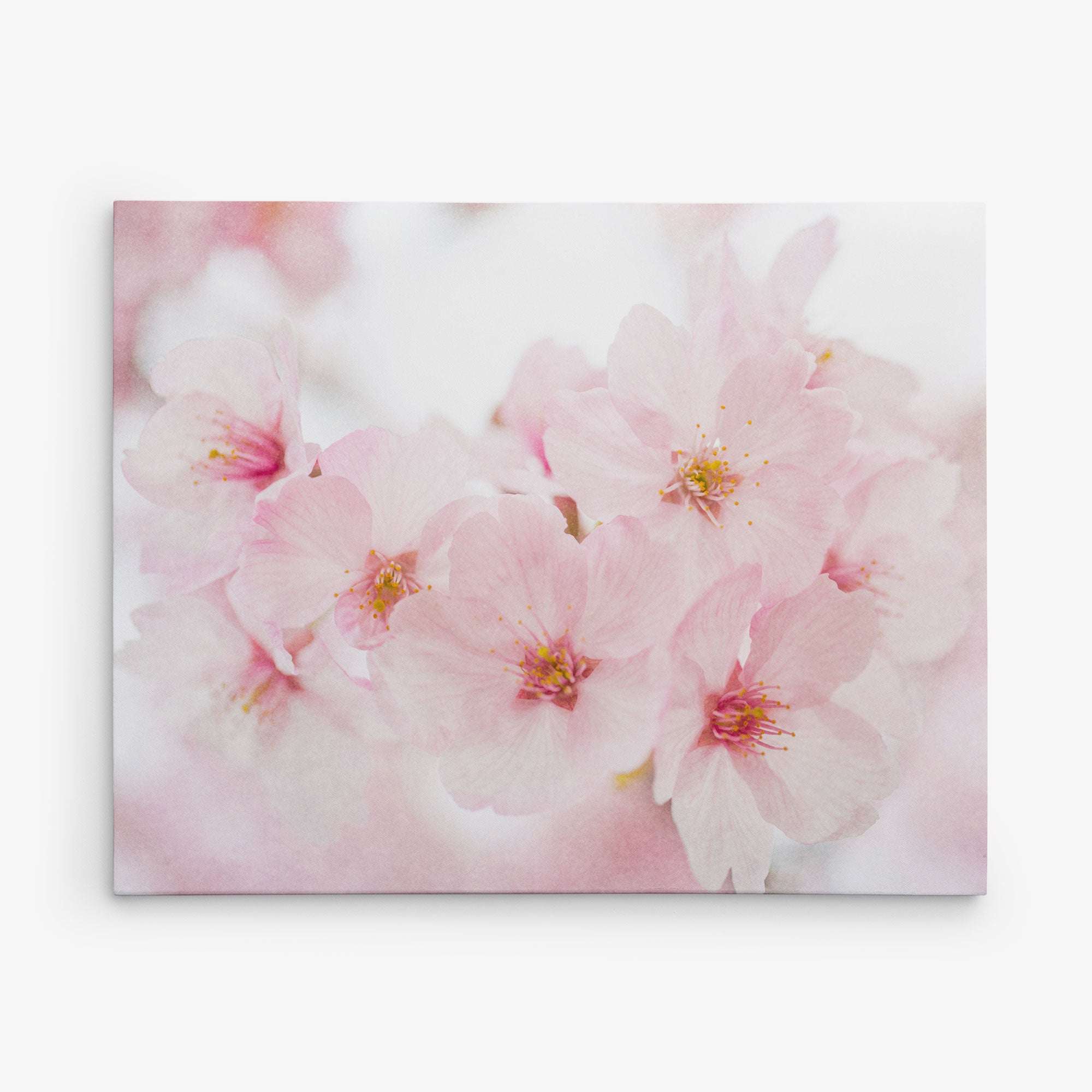 A close-up photograph of delicate pink cherry blossoms in full bloom against a softly blurred background. The light pastel colors and gentle focus create a dreamy and serene ambiance, perfect for an Offley Green 11x14 Botanical Canvas Print (Choose from 10+ Designs).